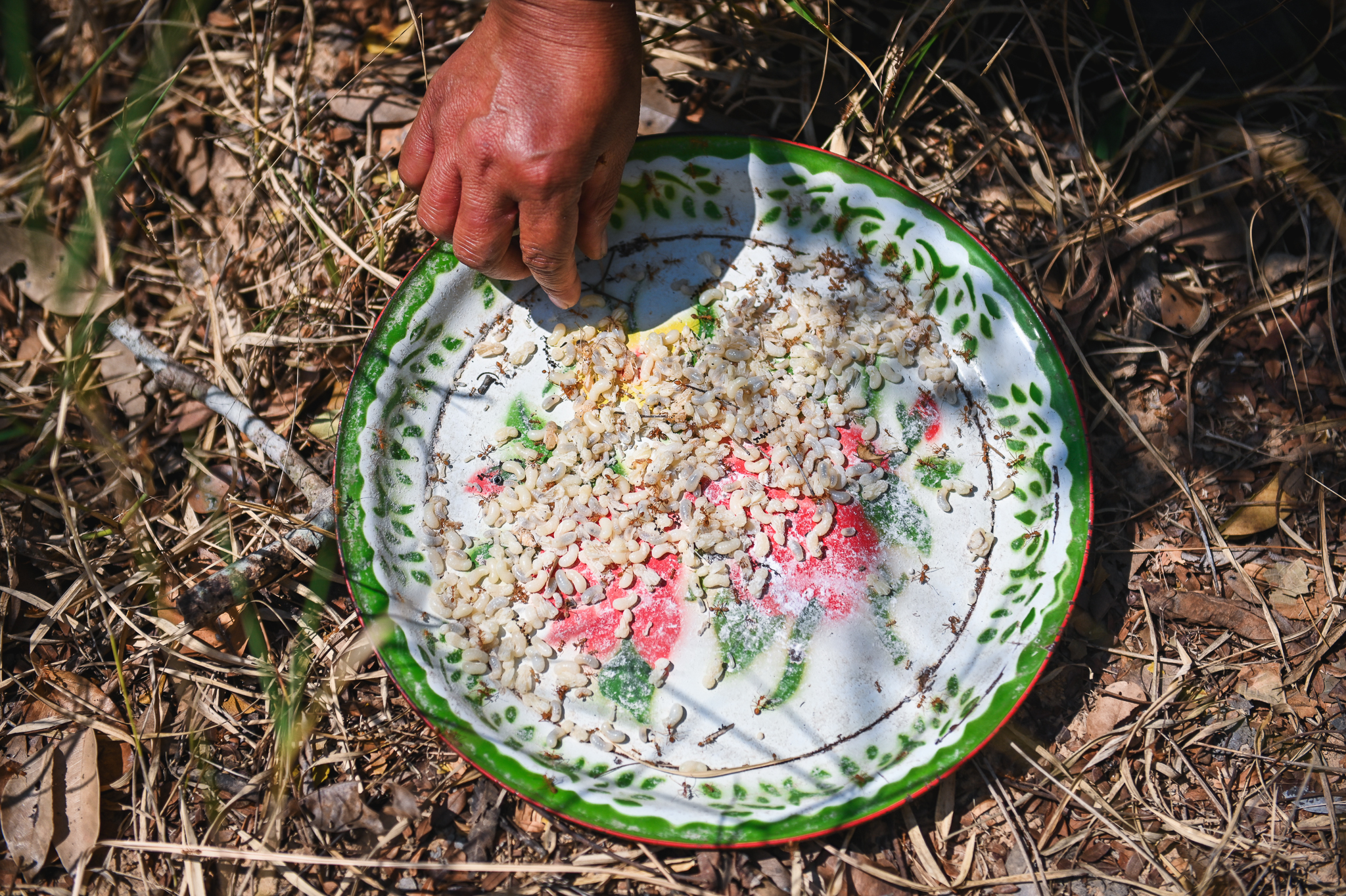 A hand hovers over a decorative plate scattered with ant eggs and ants. 